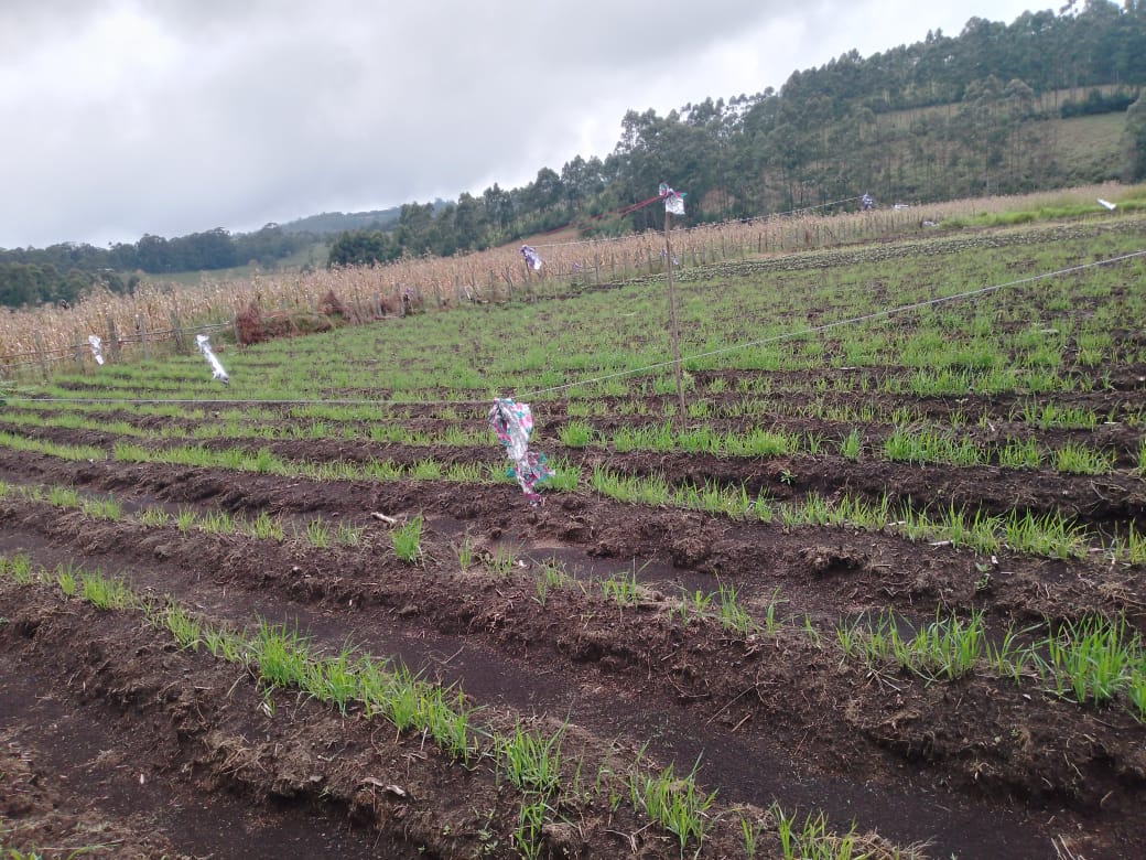 Wheat Farming in Nkum Subdivision photo 3